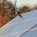 Owl Perching on Solar Panel Roof